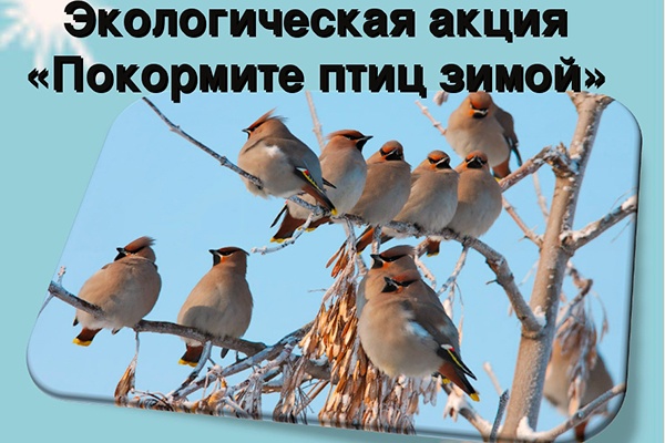 Покормите птиц зимой!.